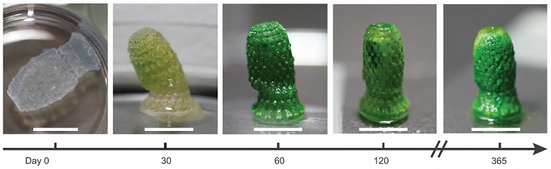 Новые подходы к снижению углеродного следа зданий. Учёные создали 3D-печатаемый гидрогель, который поглощает CO2 эффективнее бетона